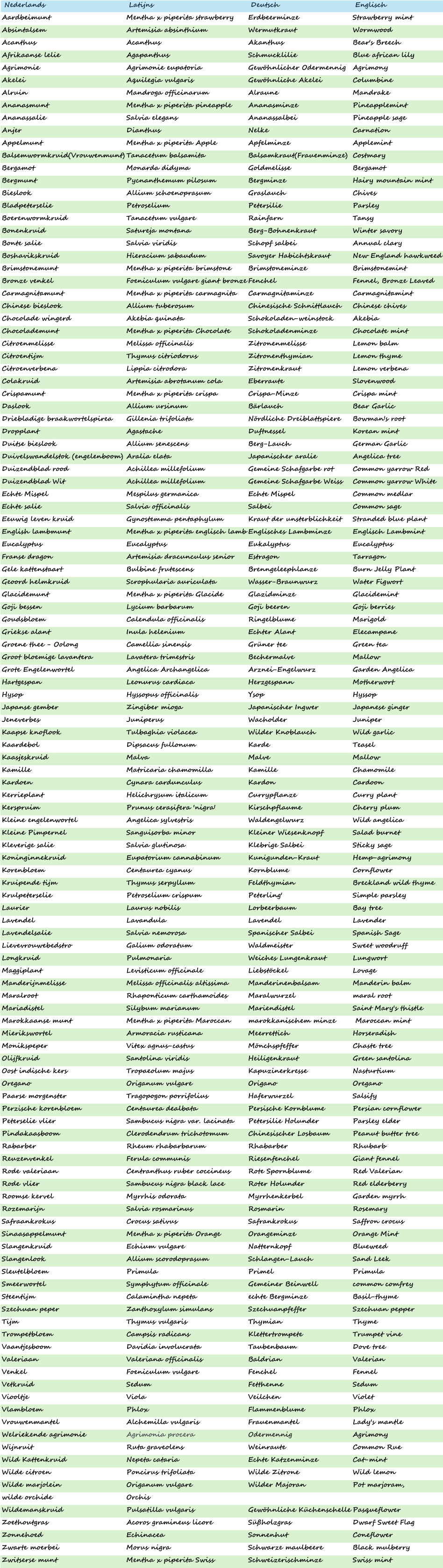 Nederlands Latijns Deutsch Englisch  Aardbeimunt Mentha x piperita strawberry Erdbeerminze Strawberry mint Absintalsem Artemisia absinthium Wermutkraut Wormwood Acanthus Acanthus Akanthus Bear's Breech Afrikaanse lelie Agapanthus Schmucklilie Blue african lily Agrimonie Agrimonie eupatoria Gewöhnlicher Odermennig Agrimony Akelei Aquilegia vulgaris Gewöhnliche Akelei Columbine Alruin Mandroga officinarum Alraune Mandrake Ananasmunt Mentha x piperita pineapple Ananasminze Pineapplemint Ananassalie Salvia elegans Ananassalbei Pineapple sage Anjer Dianthus Nelke Carnation Appelmunt Mentha x piperita Apple Apfelminze Applemint Balsemwormkruid(Vrouwenmunt) Tanacetum balsamita Balsamkraut(Frauenminze) Costmary Bergamot Monarda didyma Goldmelisse Bergamot Bergmunt Pycnanthemum pilosum Bergminze Hairy mountain mint Bieslook Allium schoenoprasum Graslauch Chives Bladpeterselie Petroselium Petersilie Parsley Boerenwormkruid Tanacetum vulgare Rainfarn Tansy Bonenkruid Satureja montana Berg-Bohnenkraut Winter savory Bonte salie Salvia viridis Schopf salbei Annual clary Boshavikskruid Hieracium sabaudum Savoyer Habichtskraut New England hawkweed Brimstonemunt Mentha x piperita brimstone Brimstoneminze Brimstonemint Bronze venkel Foeniculum vulgare giant bronze Fenchel Fennel, Bronze Leaved Carmagnitamunt Mentha x piperita carmagnita Carmagnitaminze Carmagnitamint Chinese bieslook Allium tuberosum Chinesische Schnittlauch Chinese chives Chocolade wingerd Akebia quinata Schokoladen-weinstock Akebia Chocolademunt Mentha x piperita Chocolate Schokoladenminze Chocolate mint Citroenmelisse Melissa officinalis Zitronenmelisse Lemon balm Citroentijm Thymus citriodorus Zitronenthymian Lemon thyme Citroenverbena Lippia citrodora Zitronenkraut Lemon verbena Colakruid Artemisia abrotanum cola Eberraute Slovenwood Crispamunt Mentha x piperita crispa Crispa-Minze Crispa mint Daslook Allium ursinum Bärlauch Bear Garlic Driebladige braakwortelspirea Gillenia trifoliata Nördliche Dreiblattspiere Bowman's root Dropplant Agastache Duftnessel Korean mint Duitse bieslook Allium senescens Berg-Lauch German Garlic Duivelswandelstok (engelenboom) Aralia elata Japanischer aralie Angelica tree Duizendblad rood Achillea millefolium Gemeine Schafgarbe rot Common yarrow Red Duizendblad Wit Achillea millefolium Gemeine Schafgarbe Weiss Common yarrow White Echte Mispel Mespilus germanica Echte Mispel Common medlar Echte salie Salvia officinalis Salbei Common sage Eeuwig leven kruid Gynostemma pentaphylum Kraut der unsterblichkeit Stranded blue plant English lambmunt Mentha x piperita englisch lamb Englisches Lambminze Englisch Lambmint Eucalyptus Eucalyptus Eukalyptus Eucalyptus Franse dragon Artemisia dracunculus senior Estragon Tarragon Gele kattenstaart Bulbine frutescens Brenngeleephlanze Burn Jelly Plant Geoord helmkruid Scrophularia auriculata Wasser-Braunwurz Water Figwort Glacidemunt Mentha x piperita Glacide Glazidminze Glacidemint Goji bessen Lycium barbarum Goji beeren Goji berries Goudsbloem Calendula officinalis Ringelblume Marigold Griekse alant Inula helenium Echter Alant Elecampane Groene thee - Oolong Camellia sinensis Grüner tee Green tea Groot bloemige lavantera Lavatera trimestris Bechermalve Mallow Grote Engelenwortel Angelica Archangelica Arznei-Engelwurz Garden Angelica Hartgespan Leonurus cardiaca Herzgespann Motherwort Hysop Hyssopus officinalis Ysop Hyssop Japanse gember Zingiber mioga Japanischer Ingwer Japanese ginger Jeneverbes Juniperus Wacholder Juniper Kaapse knoflook Tulbaghia violacea Wilder Knoblauch Wild garlic Kaardebol Dipsacus fullonum Karde Teasel Kaasjeskruid Malva Malve Mallow Kamille Matricaria chamomilla Kamille Chamomile Kardoen Cynara cardunculus Kardon Cardoon Kerrieplant Helichrysum italicum Currypflanze Curry plant Kerspruim Prunus cerasifera 'nigra' Kirschpflaume Cherry plum Kleine engelenwortel Angelica sylvestris Waldengelwurz Wild angelica Kleine Pimpernel Sanguisorba minor Kleiner Wiesenknopf Salad burnet Kleverige salie Salvia glutinosa Klebrige Salbei Sticky sage Koninginnekruid Eupatorium cannabinum Kunigunden-Kraut Hemp-agrimony Korenbloem Centaurea cyanus Kornblume Cornflower Kruipende tijm Thymus serpyllum Feldthymian Breckland wild thyme Krulpeterselie Petroselium crispum Peterling' Simple parsley Laurier Laurus nobilis Lorbeerbaum Bay tree Lavendel Lavandula Lavendel Lavender Lavendelsalie Salvia nemorosa Spanischer Salbei Spanish Sage Lievevrouwebedstro Galium odoratum Waldmeister Sweet woodruff Longkruid Pulmonaria Weiches Lungenkraut Lungwort Maggiplant Levisticum officinale Liebstöckel Lovage Manderijnmelisse Melissa officinalis altissima Manderinenbalsam Manderin balm Maralroot Rhaponticum carthamoides Maralwurzel maral root Mariadistel Silybum marianum Mariendistel Saint Mary's thistle Marokkaanse munt Mentha x piperita Maroccan marokkanischem minze  Maroccan mint Mierikswortel Armoracia rusticana Meerrettich Horseradish Monikspeper Vitex agnus-castus Mönchspfeffer Chaste tree Olijfkruid Santolina viridis Heiligenkraut Green santolina Oost indische kers Tropaeolum majus Kapuzinerkresse Nasturtium Oregano Origanum vulgare Origano Oregano Paarse morgenster Tragopogon porrifolius Haferwurzel Salsify Perzische korenbloem Centaurea dealbata Persische Kornblume Persian cornflower Peterselie vlier Sambucus nigra var. lacinata Petersilie Holunder Parsley elder Pindakaasboom Clerodendrum trichotomum Chinesischer Losbaum Peanut butter tree Rabarber Rheum rhabarbarum Rhabarber Rhubarb Reuzenvenkel Ferula communis Riesenfenchel Giant fennel Rode valeriaan Centranthus ruber coccineus Rote Spornblume Red Valerian Rode vlier Sambucus nigra black lace Roter Holunder Red elderberry Roomse kervel Myrrhis odorata Myrrhenkerbel Garden myrrh Rozemarijn Salvia rosmarinus Rosmarin Rosemary Safraankrokus Crocus sativus Safrankrokus Saffron crocus Sinaasappelmunt Mentha x piperita Orange  Orangeminze Orange Mint Slangenkruid Echium vulgare Natternkopf Blueweed Slangenlook Allium scorodoprasum Schlangen-Lauch Sand Leek Sleutelbloem Primula Primel Primula Smeerwortel Symphytum officinale Gemeiner Beinwell common comfrey Steentijm Calamintha nepeta echte Bergminze Basil-thyme Szechuan peper Zanthoxylum simulans Szechuanpfeffer Szechuan pepper Tijm Thymus vulgaris Thymian Thyme Trompetbloem Campsis radicans Klettertrompete Trumpet vine Vaantjesboom Davidia involucrata Taubenbaum Dove tree Valeriaan Valeriana officinalis Baldrian Valerian Venkel Foeniculum vulgare Fenchel Fennel Vetkruid Sedum Fetthenne Sedum Viooltje Viola Veilchen Violet Vlambloem Phlox Flammenblume Phlox Vrouwenmantel Alchemilla vulgaris Frauenmantel Lady's mantle Welriekende agrimonie Agrimonia procera Odermennig Agrimony Wijnruit Ruta graveolens Weinraute Common Rue Wild Kattenkruid Nepeta cataria Echte Katzenminze Cat-mint Wilde citroen Poncirus trifoliata Wilde Zitrone Wild lemon Wilde marjolein Origanum vulgare Wilder Majoran Pot marjoram, wilde orchide Orchis Wildemanskruid Pulsatilla vulgaris Gewöhnliche Küchenschelle Pasqueflower Zoethoutgras Acoros gramineus licore Süßholzgras Dwarf Sweet Flag Zonnehoed Echinacea Sonnenhut Coneflower Zwarte moerbei Morus nigra Schwarze maulbeere Black mulberry Zwitserse munt Mentha x piperita Swiss Schweizerischminze Swiss mint